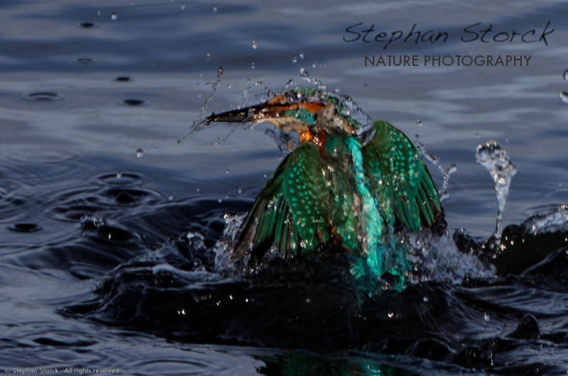 Stephan Storck - Nature Photography